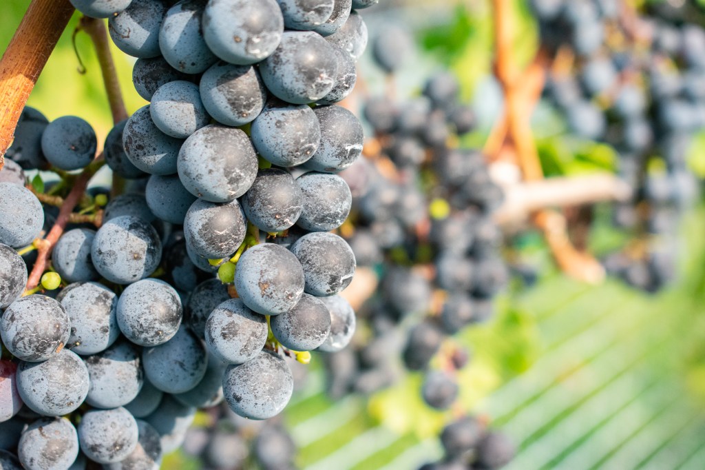 Cabernet Franc Wine Harvest Photography for Lost Creek&nbsp;Winery